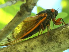 Magicicada cassinii