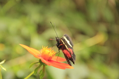 Heliconius hortense