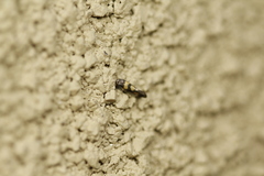 Chrysoesthia sexguttella