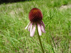 Echinacea atrorubens
