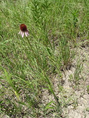Echinacea atrorubens