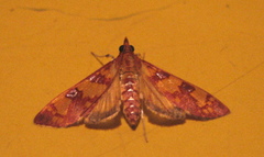 Stenochora lancinalis