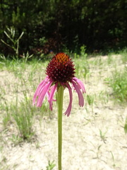 Echinacea atrorubens