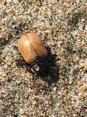 Chrysomela crotchi