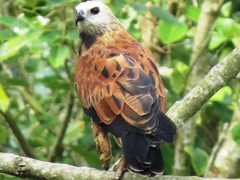 Busarellus nigricollis