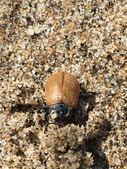 Chrysomela crotchi