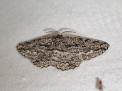 Scioglyptis canescaria