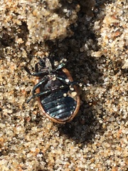 Chrysomela crotchi