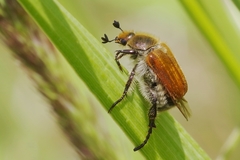 Chaetopteroplia segetum