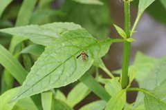 Vitacea scepsiformis