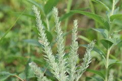 Lithospermum bejariense
