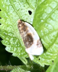 Clepsis melaleucanus