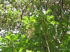 Bocconia arborea