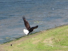 Haliaeetus leucocephalus
