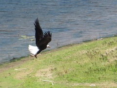 Haliaeetus leucocephalus