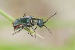 Clanoptilus