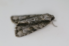 Acronicta connecta