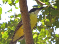 Megarynchus pitangua