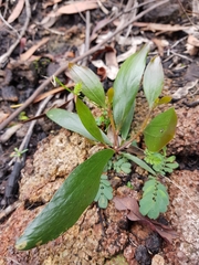 Acacia verniciflua