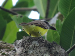 Megarynchus pitangua