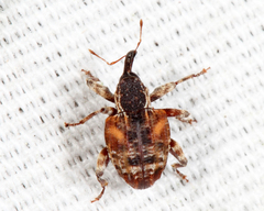 Conotrachelus anaglypticus