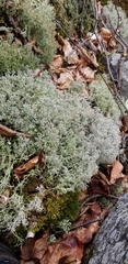 Cladonia stygia