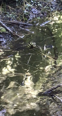 Cordulegaster obliqua