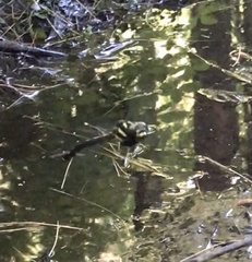 Cordulegaster obliqua