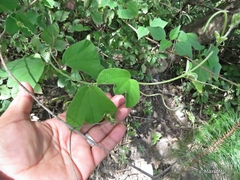 Passiflora porphyretica