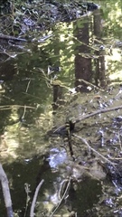 Cordulegaster obliqua