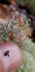 Cladonia stygia