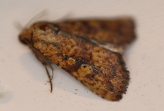 Perigea xanthioides