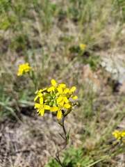 Erysimum inconspicuum