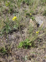 Erysimum inconspicuum