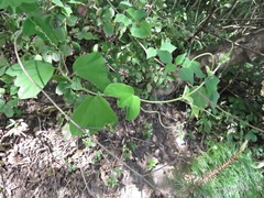 Passiflora porphyretica