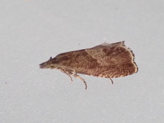 Dichrorampha acuminatana