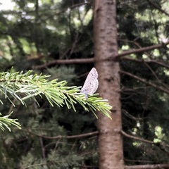 Celastrina lucia