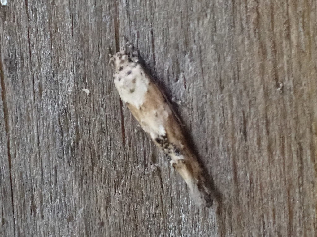 Mompha stellella