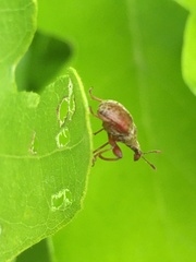 Himatolabus pubescens
