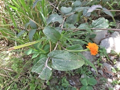 Lasianthaea macrocephala