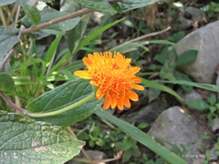 Lasianthaea macrocephala