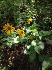 Balsamorhiza