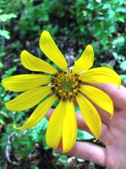 Balsamorhiza