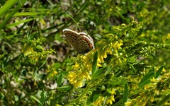Plebejus melissa
