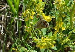 Plebejus melissa