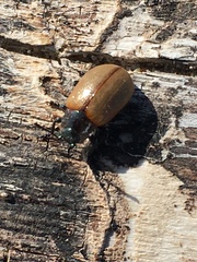 Chrysomela crotchi