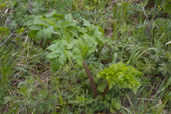 Angelica gmelinii