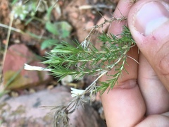 Linanthus pungens