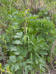 Angelica gmelinii