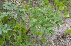 Angelica gmelinii